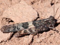 (Pallid-winged Grasshopper) male right