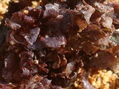 (Glomerata Red Alga) beach (Glomerata Red Alga) beach