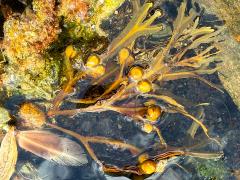 (Bladder Wrack) fronds