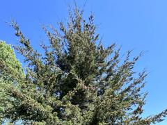 (Eastern Red Cedar) tree