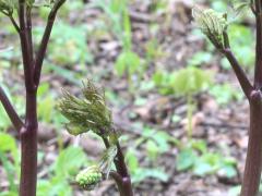 (Red Baneberry) emergent