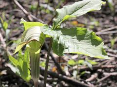 (Jack-in-the-Pulpit)