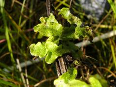 (Conocephalum Snakewort) leaves