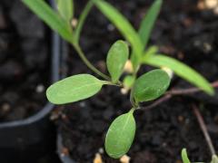 (Prairie Milkweed) seeding
