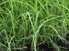 (Side-oats Grama) seedling
