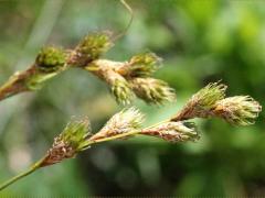 (Crested Oval Sedge)