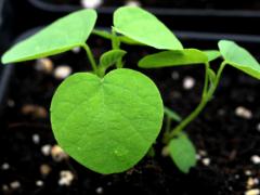 (Illinois Tick Trefoil) seedling