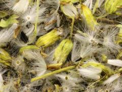 (Pale Indian Plantain) seeds