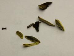 (Tall Coreopsis) seeds