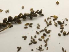 (White Vervain) seeds