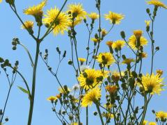 (Common Sow Thistle) flowers