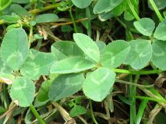 (White Clover) 4 leaf clover