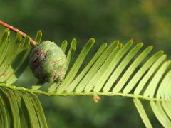 (Bald Cypress) leaves