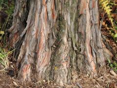(Bald Cypress) trunk