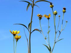 (Tall Coreopsis)