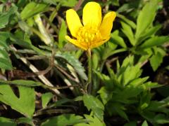 (Hispid Buttercup)