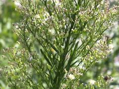 (Horseweed)