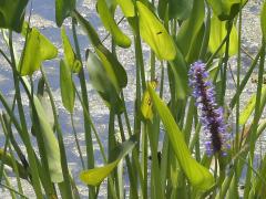 (Pickerelweed)