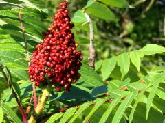 (Northern Sumac) Rhus x pulvinata