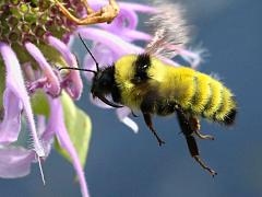 (Wild Bergamot) Yellow Bumble Bee hovering on Wild Bergamot