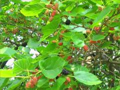 (White Mulberry) fruit