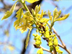 (Bur Oak) male flowers