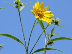 (Sawtooth Sunflower)