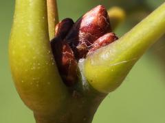 (Red Oak) buds