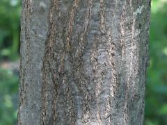 (Red Oak) trunk