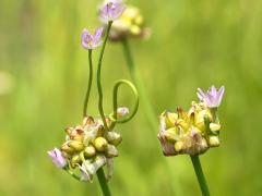 (Wild Garlic) flowers