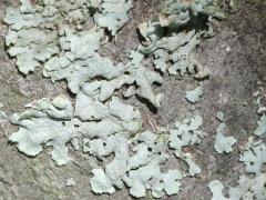 Common Greenshield Lichen on Serviceberry
