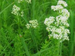(Northern Bedstraw)