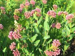 (Prairie Milkweed) colony
