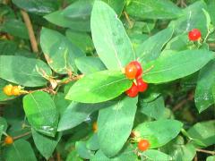 (Amur Honeysuckle) fruit