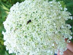 (Queen Anne's Lace)