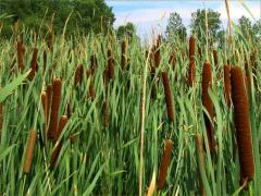 (Narrow-Leaved Cattail)