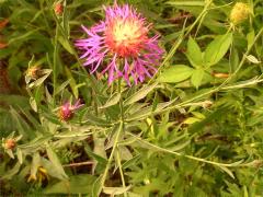 (Spotted Knapweed)