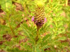 (Leafy Prairie Clover) inflorescence