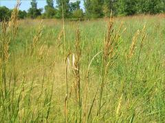 (Prairie Cord Grass)