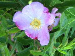 (Early Wild Rose) flower