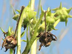 (Compass Plant) chopped heads
