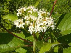 (Red-osier Dogwood) inflorescence