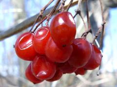 (European Highbush Cranberry) fruit