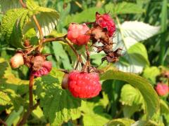 (American Red Raspberry) fruit