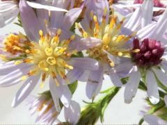 (Drummond's Aster) flowers