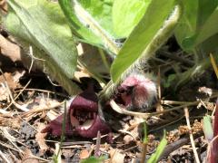 (Reflexed Wild Ginger) flowers