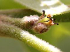 (Pin Oak) female flower