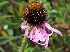 (Purple Coneflower) flower