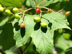 (European Highbush Cranberry) fruit