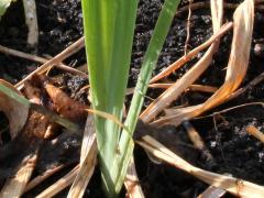 (Blue Flag Iris) shrevei seedling